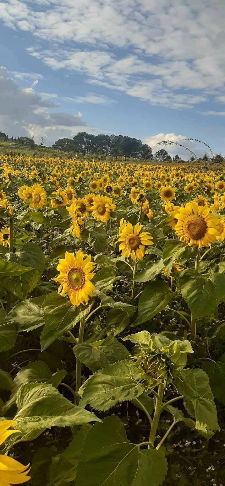 Discover captivating destinations with chaugowithnonla