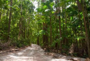 Forest on the sand- Discover K'gari (Fraser) island: A fun 4-Day, 3-Night Adventure