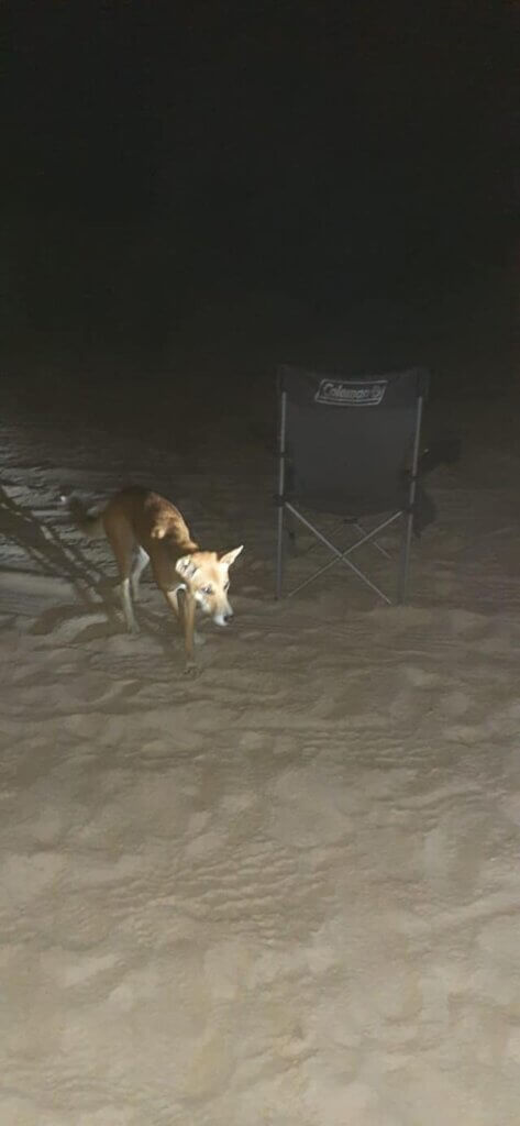 Be cautious with Dingo - Discover K'gari (Fraser) island: A fun 4-Day, 3-Night Adventure