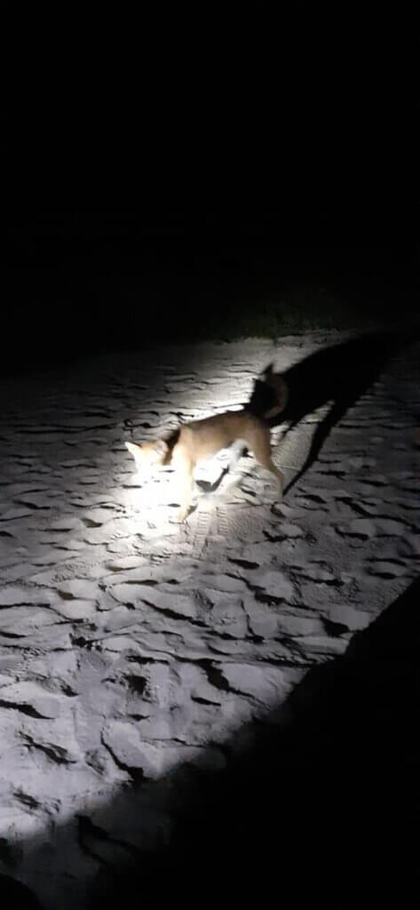 Using flashing light pointing at them and they ran away