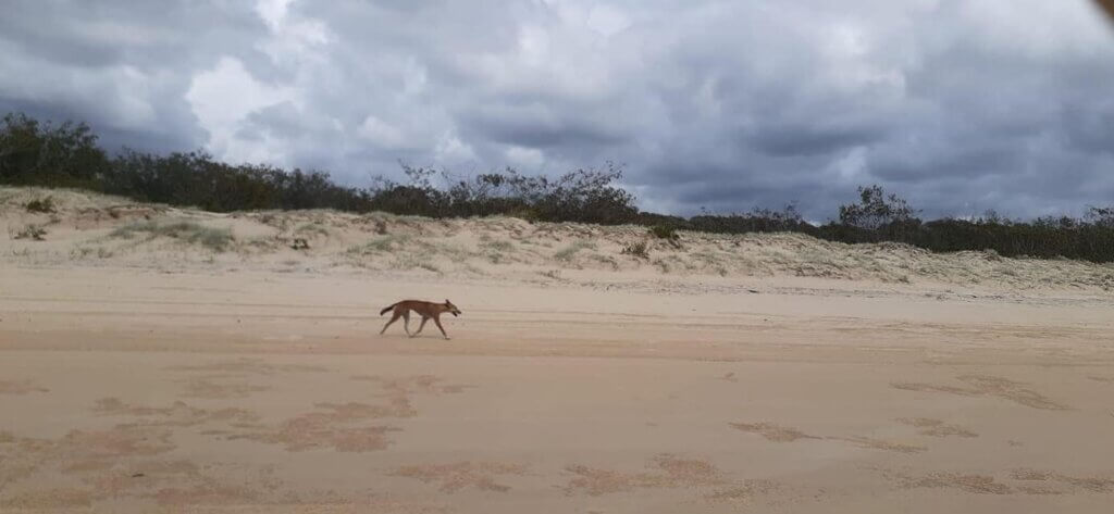 things to do in K’gari (Fraser) Island