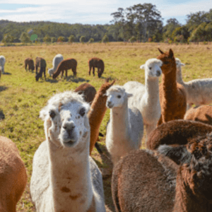 Friendly Alpacas- Things to Do in Newcastle