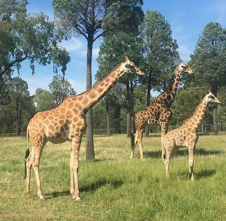 dubbo zô